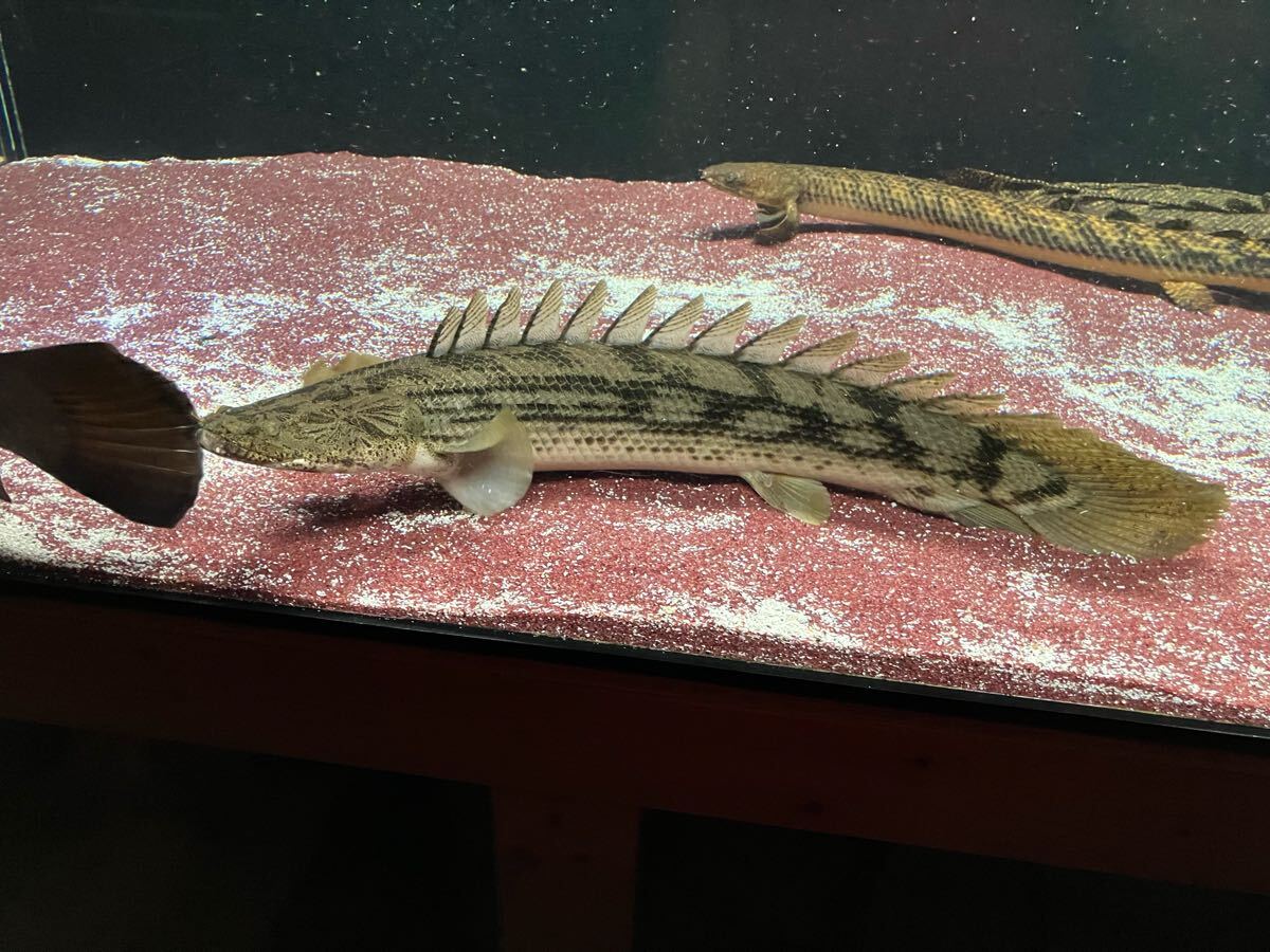 ポリプテルス コンギクス タンガニーカ