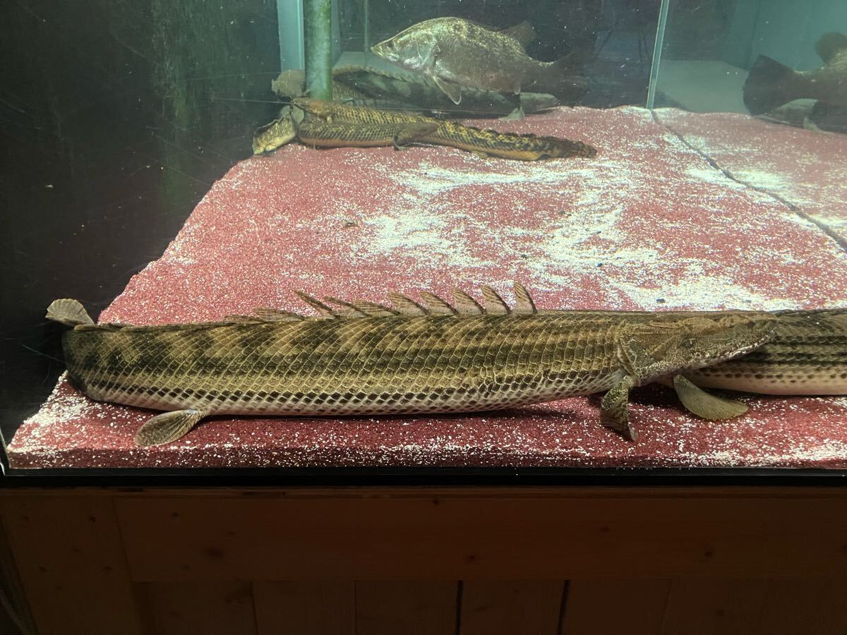 ポリプテルス ビキール トゥルカナ