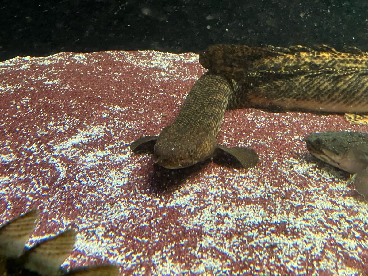 ポリプテルス トゥジェルシ カメルーン