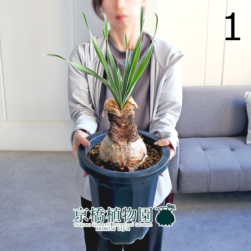 【現品】ブーファン・ディスティカ（ディスティチャ） 8号 紺鉢（1）Boophone disticha