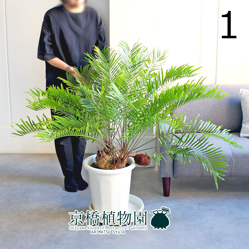 【現品】ザミア・フロリダーナ 多頭株 10号 白鉢（1）Zamia Floridana