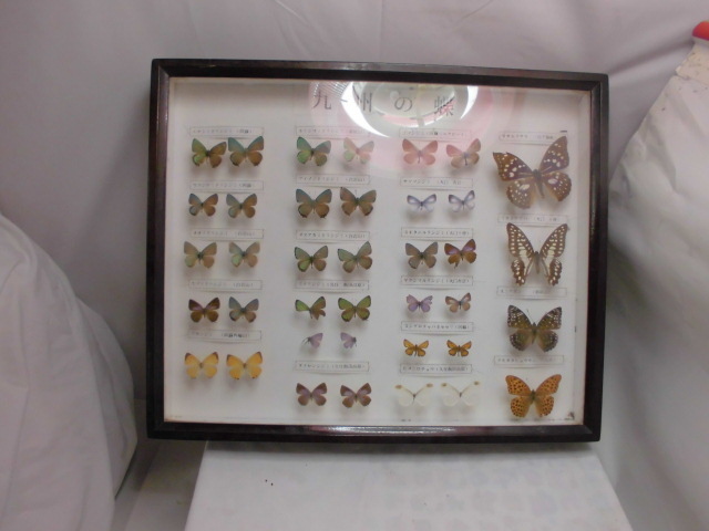昆虫標本　九州の蝶　標本