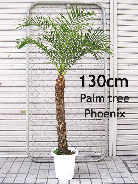 ★セール品 本物のヤシの木がある部屋へ！ヤシの木 フェニックス ロベレニー 約130cm 8号 シンノウヤシ パームツリー ハワイアン 観葉植物