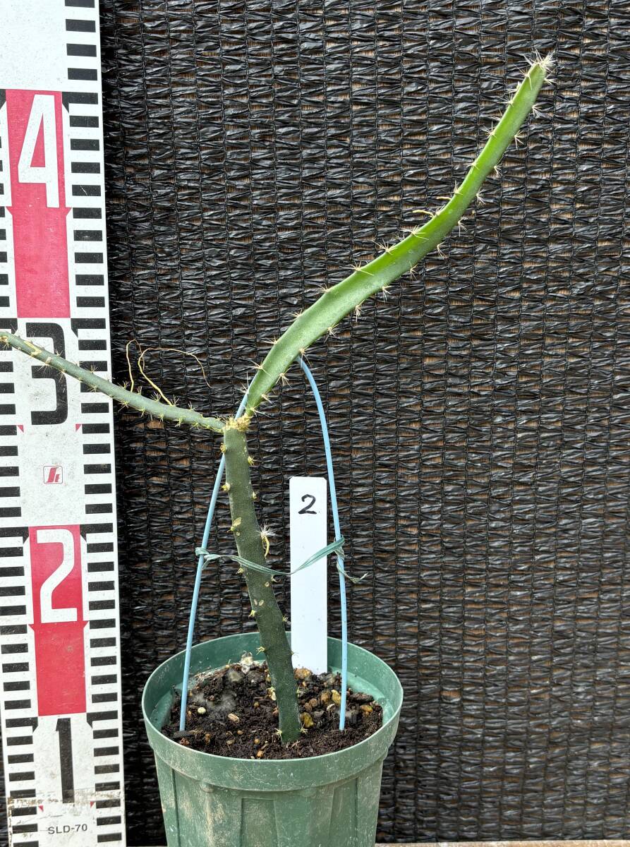 ★ドラゴンフルーツ オレンジ種 1苗　2