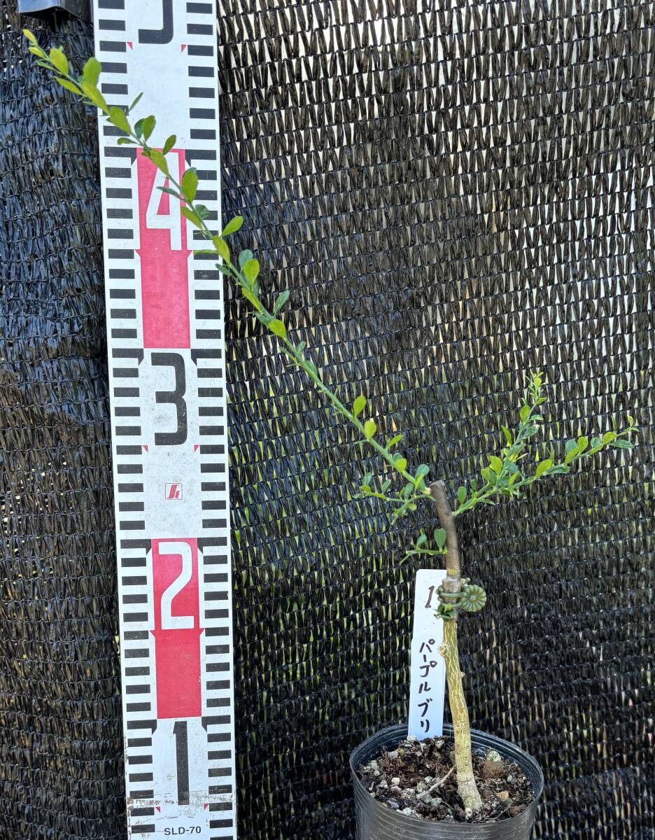 ★フィンガーライム パープルブリス接木1苗　1