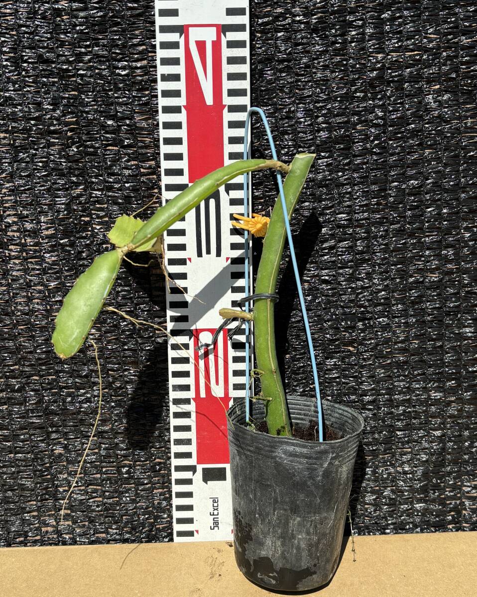 ★ゴールデンドラゴンフルーツ イエロー種 1苗　B