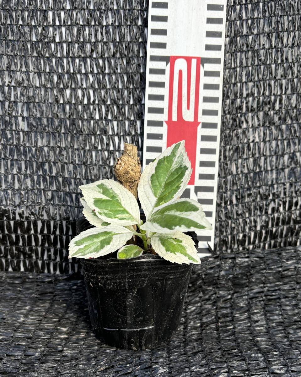 ★斑入り紫陽花アジサイ挿し 1苗　B