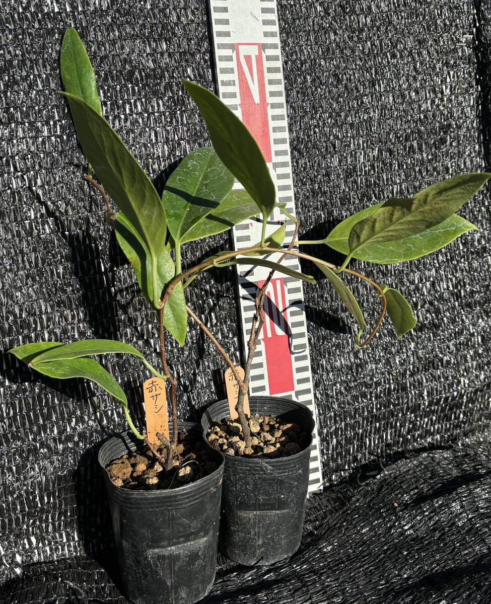 ★布福娜 黒老虎 (へいらおほ) 実生1苗