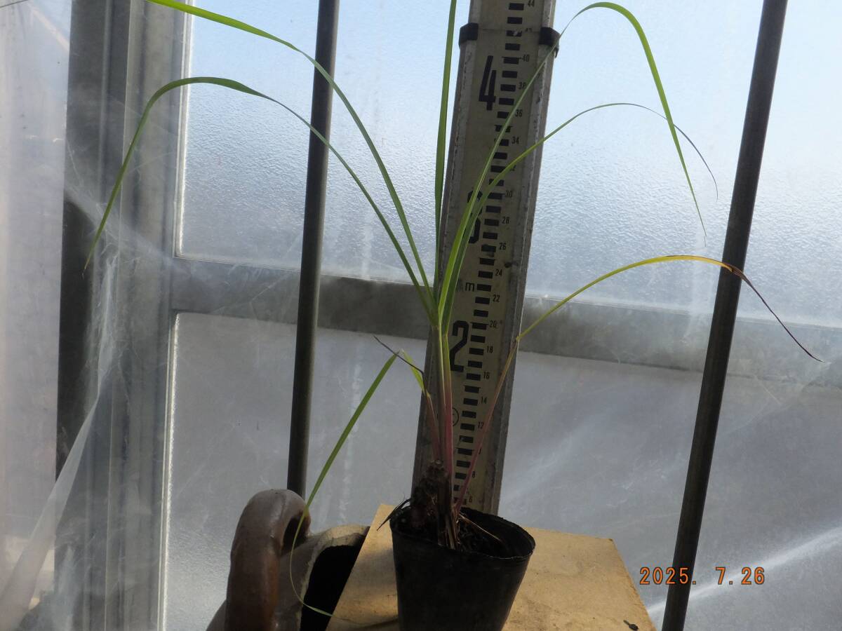 芽出し済サトウキビの苗