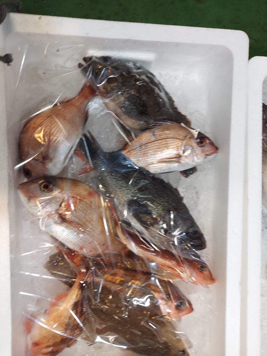 混み魚8~15種2.5kセット2480円即決