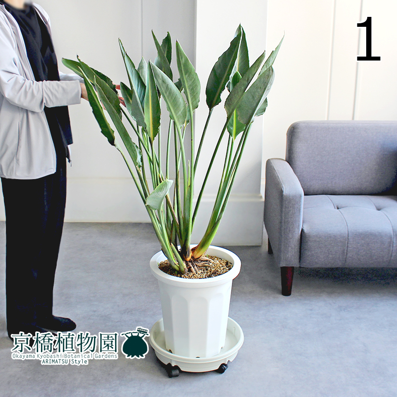 【現品】ストレチア/ストレリチア・レギネ 10号（1）Strelitzia reginae