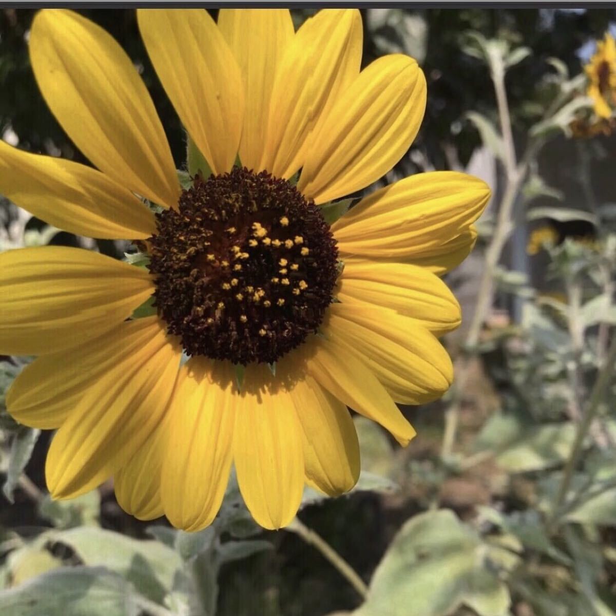 ミニ向日葵種(200粒)