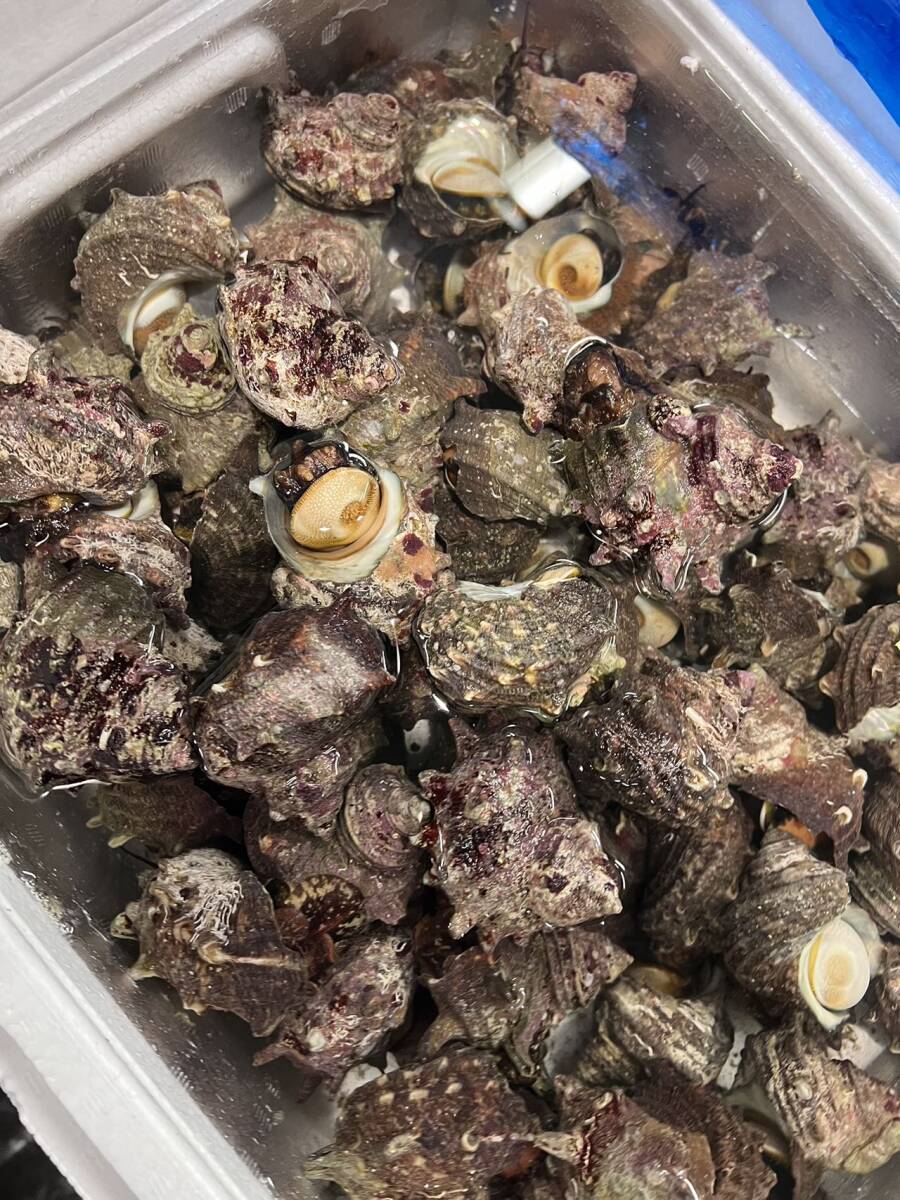 活貝づくし 海鮮バーベキューセット 約2-3人前　活サザエ約500g(4-6個前後)＋活アワビ3〜４個前後+お楽しみおまけ付)