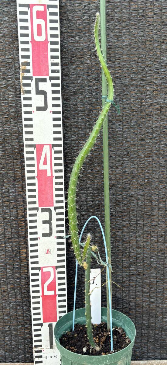 ★ドラゴンフルーツ オレンジ種 現品1苗　1