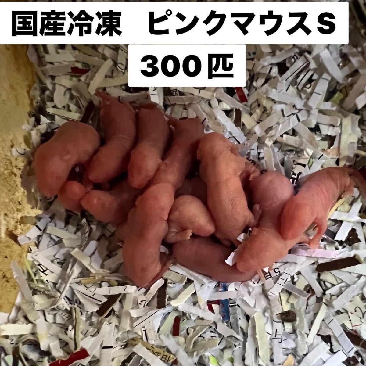 国産冷凍ピンクマウスS 300匹　送料別