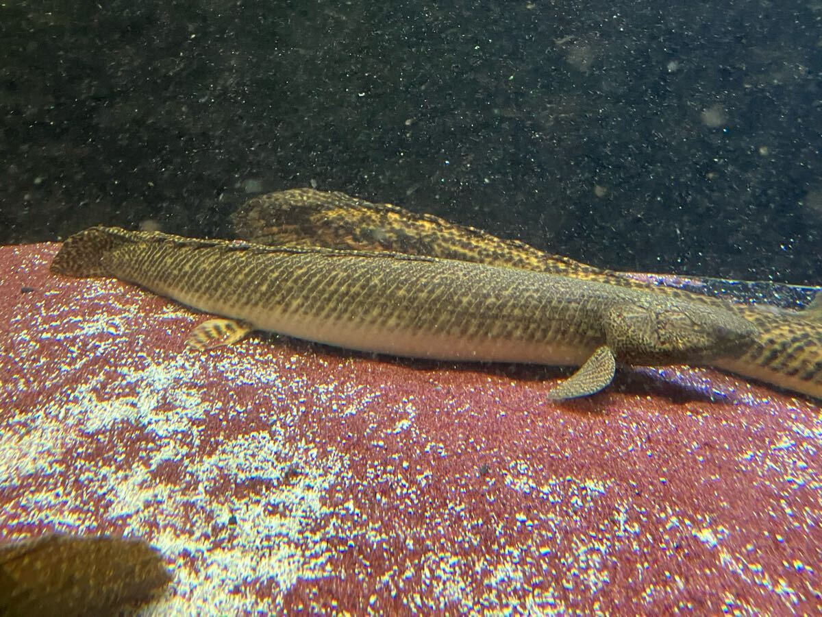 ポリプテルス オルナティピンニス タンガニーカ湖