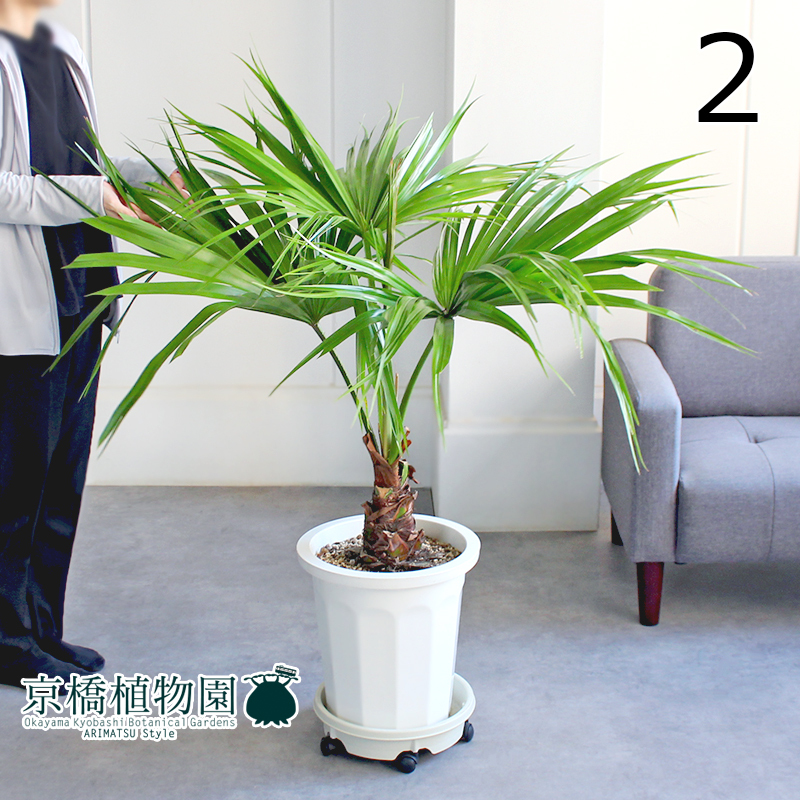 【現品】ビロウヤシ/ビロウ椰子/ジャワビロウ 10号 白鉢（2）Livistona rotundifolia