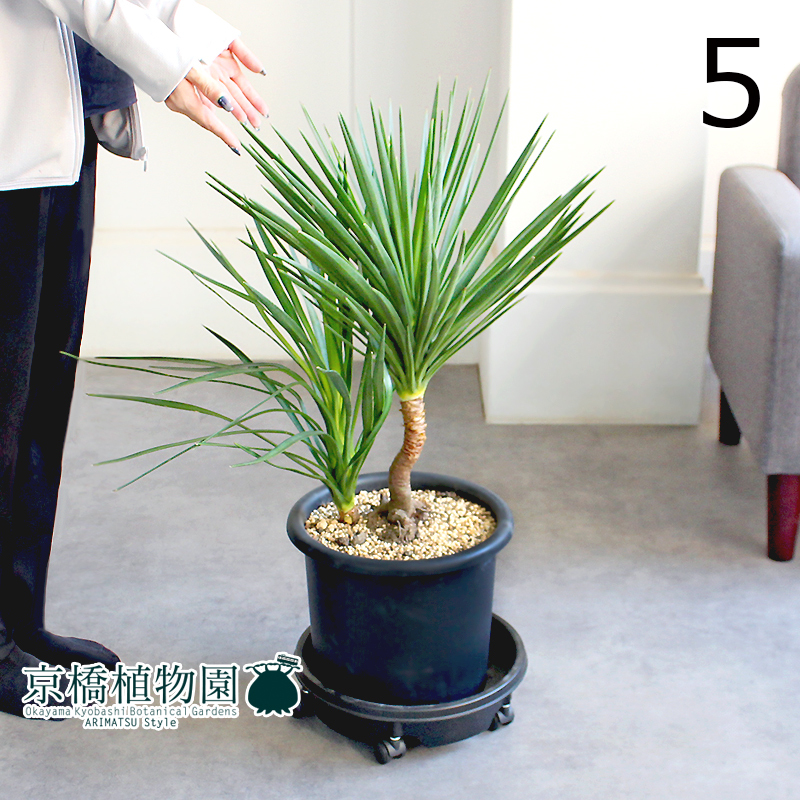 【現品】ユッカ・アロイフォリア 国内実生株 8号 黒鉢（5）Yucca aloifolia