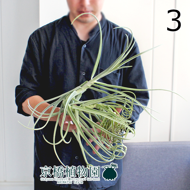 【現品】チランジア・ドラティー 大（3）Tillandsia duratii