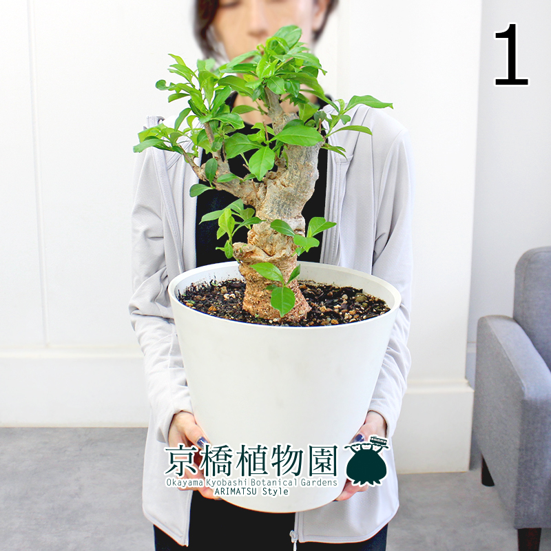 【現品】バオバブ・ディギタータ 8号 白鉢（1）Adansonia digitata