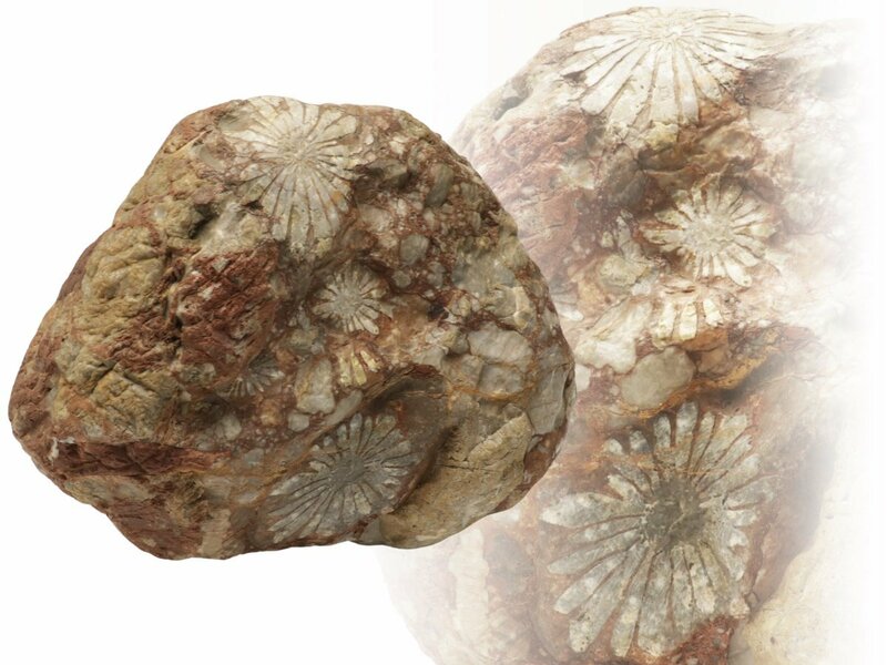 【蔵】鑑賞石 菊花石 重さ約9キロ 天然石 鑑賞石 飾り石 S202