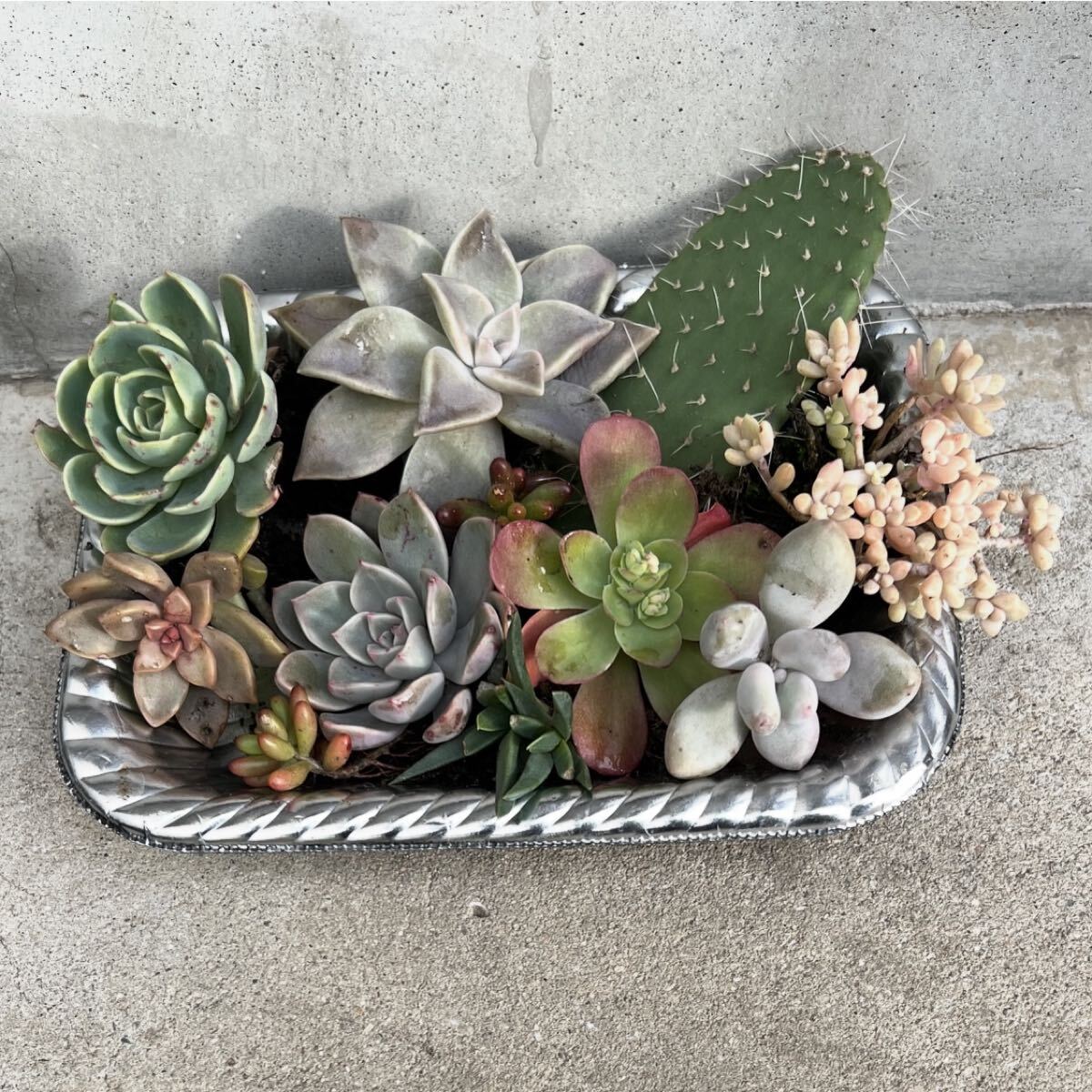 多肉植物(11種セット)