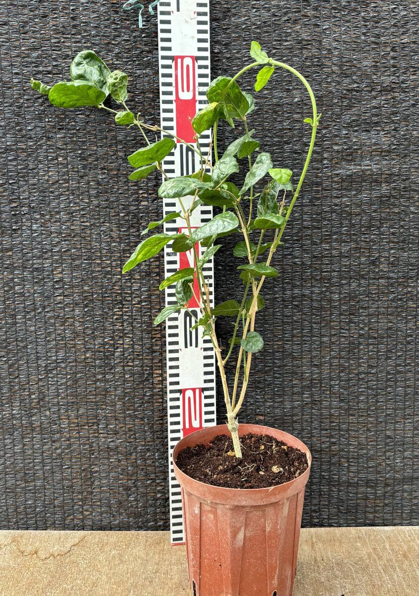 ★ジャスミン2~3年生1苗　B