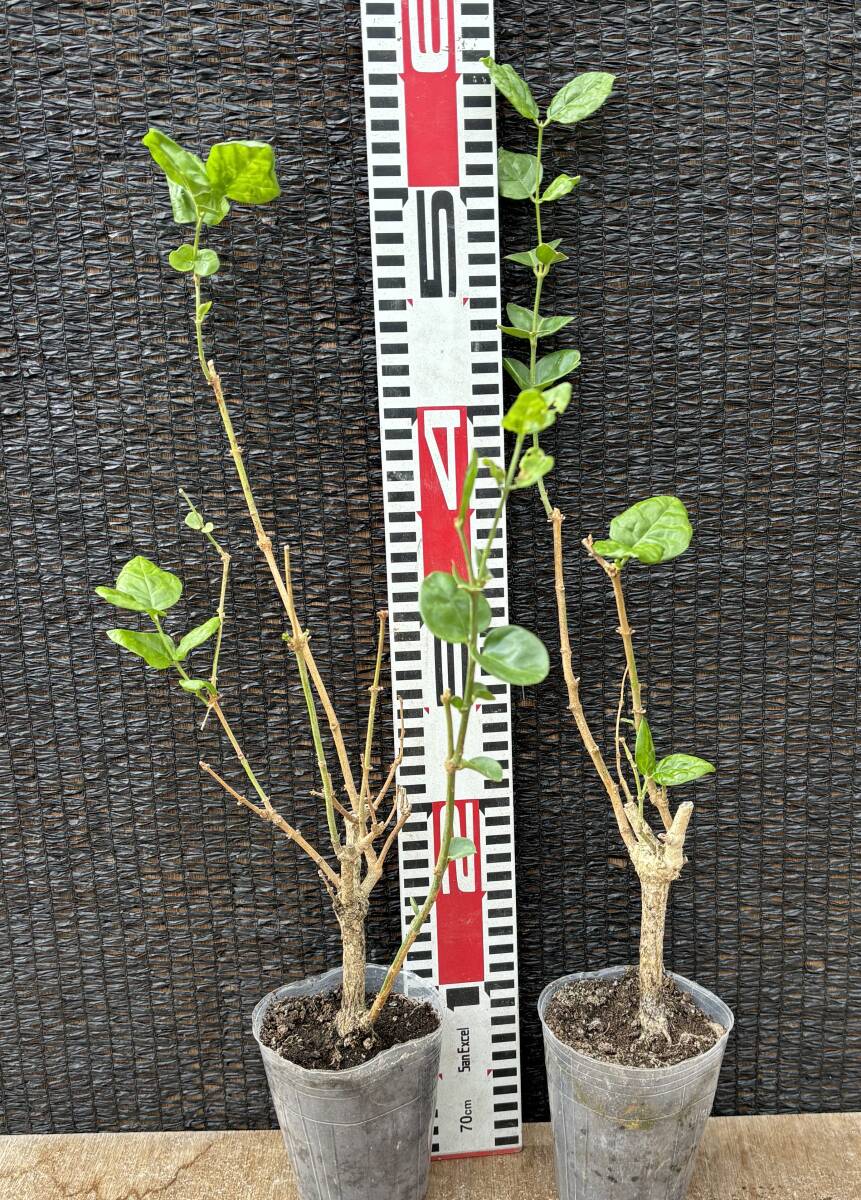 ★ジャスミン1苗　A