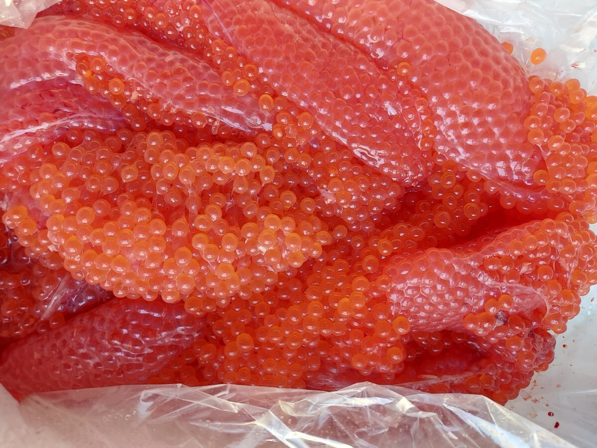 特上トラウト筋子500gセット7500円即決