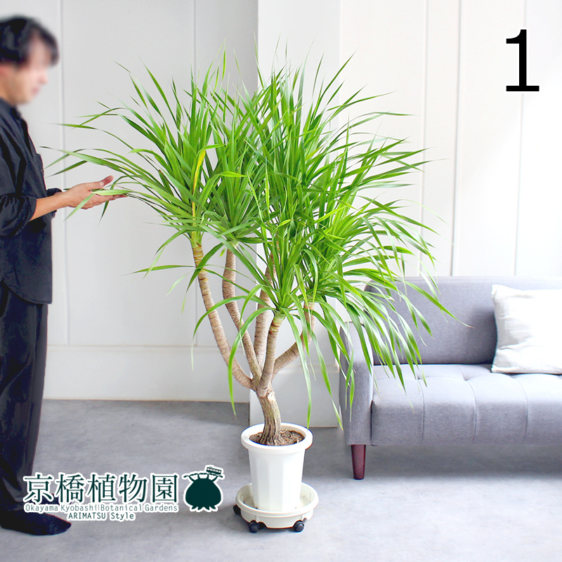 【現品】ドラセナ・カンボジアーナ 8号 白鉢（1）Draceana cambodiana