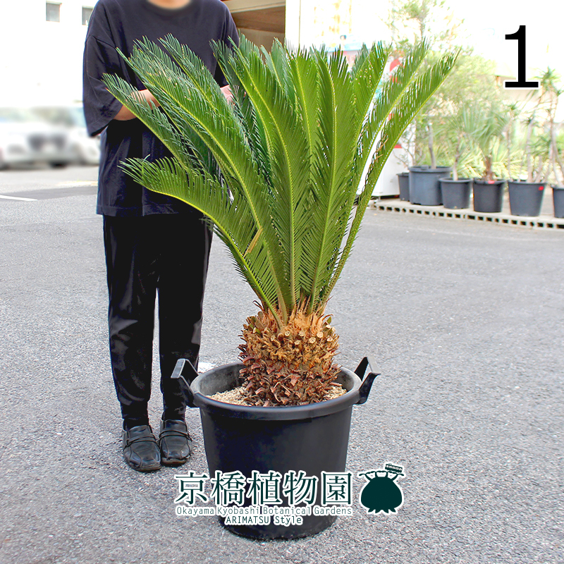 【現品】蘇鉄（ソテツ） 13号 黒鉢（1）Cycas revoluta