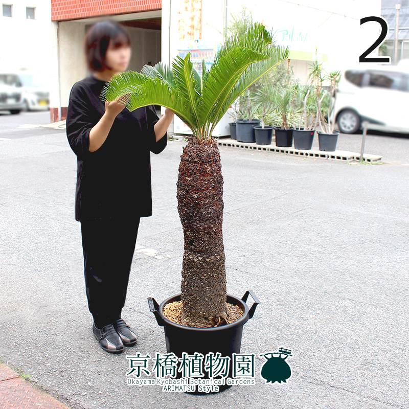 【現品】蘇鉄（ソテツ） 13号 黒鉢（2）Cycas revoluta
