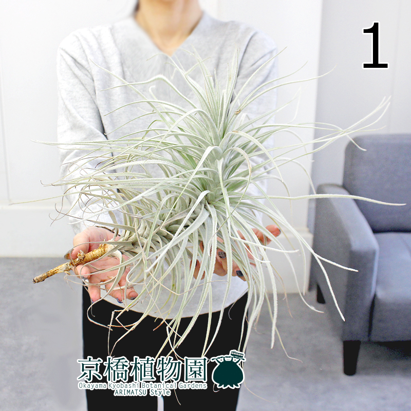 【現品】チランジア・テクトラム 超特大（1）Tillandsia tectorum