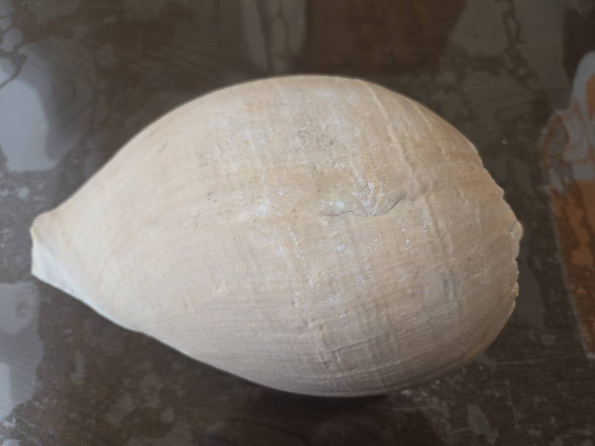 貝 ハルカゼヤシガイ？ ハルカゼガイ 　■y4