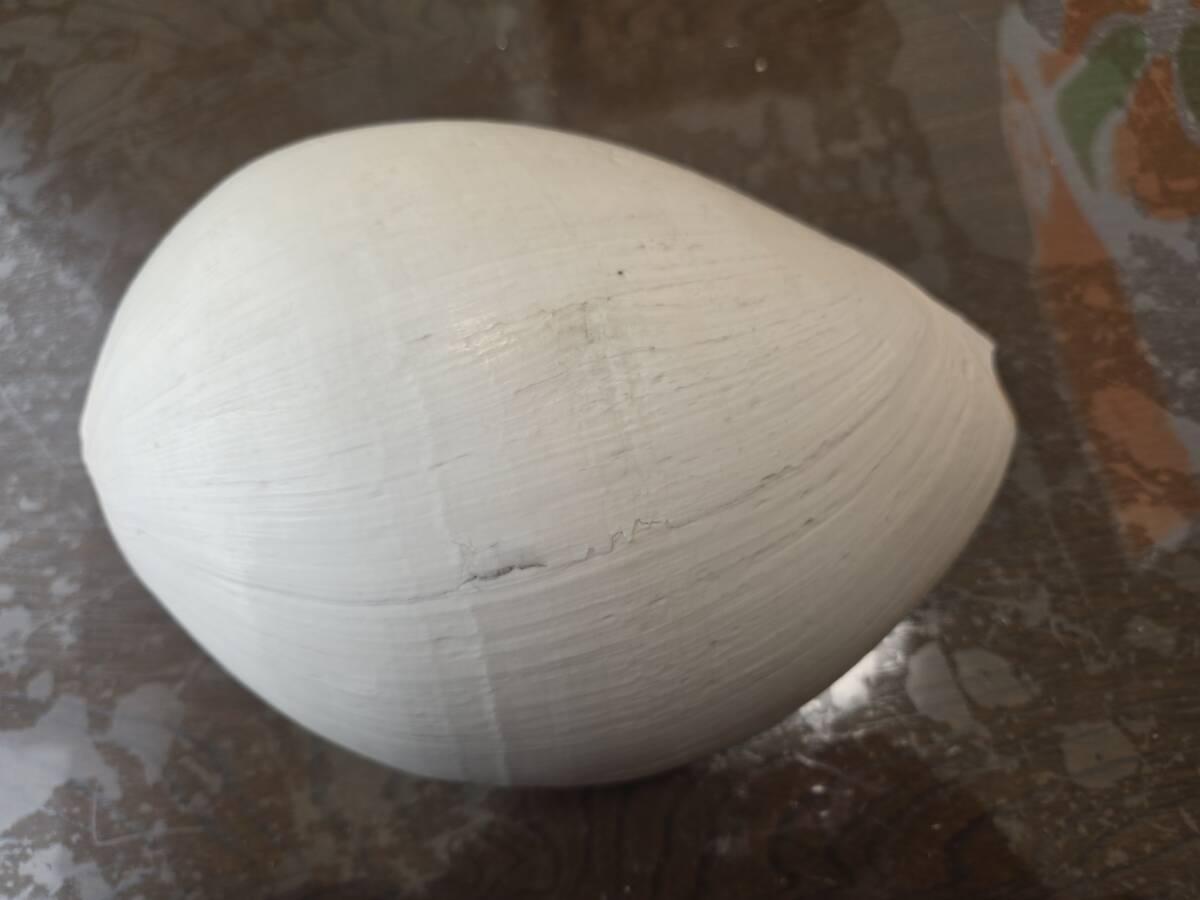 貝 ハルカゼヤシガイ？ ヤシガイ？何の貝だか不明 　■y4