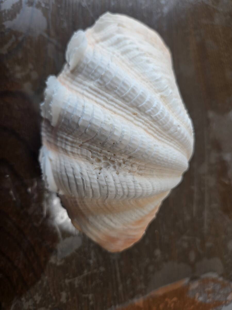 シャコガイ？　貝殻　インテリア　■y4