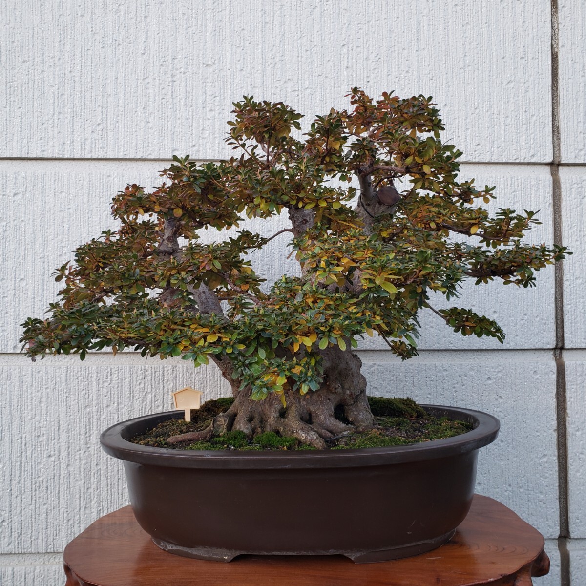 {$data['title']拍卖