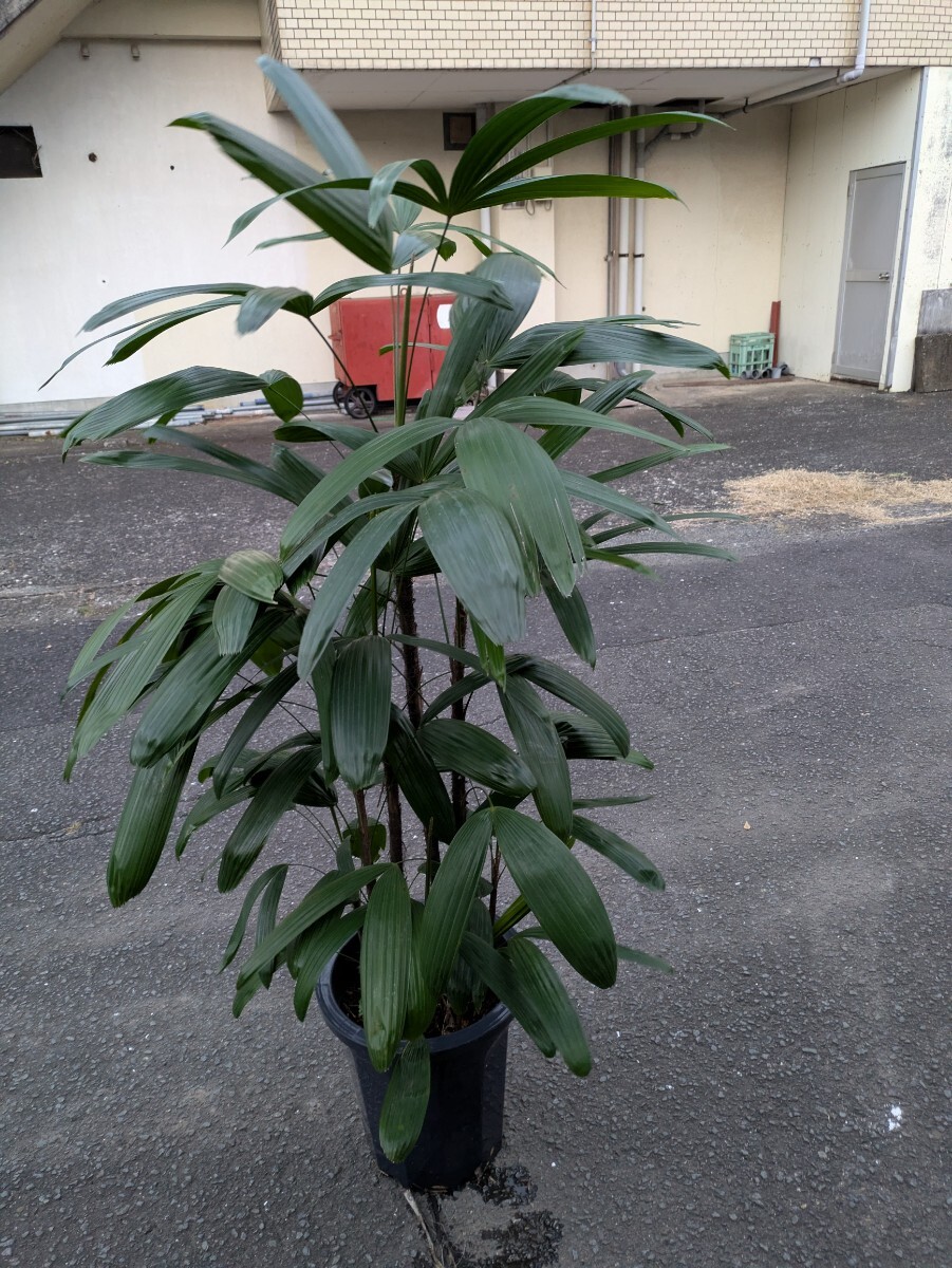 観音竹高さ150センチ 