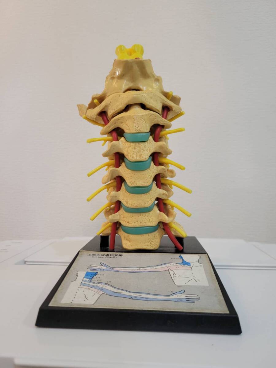 人体模型 頸椎の模型