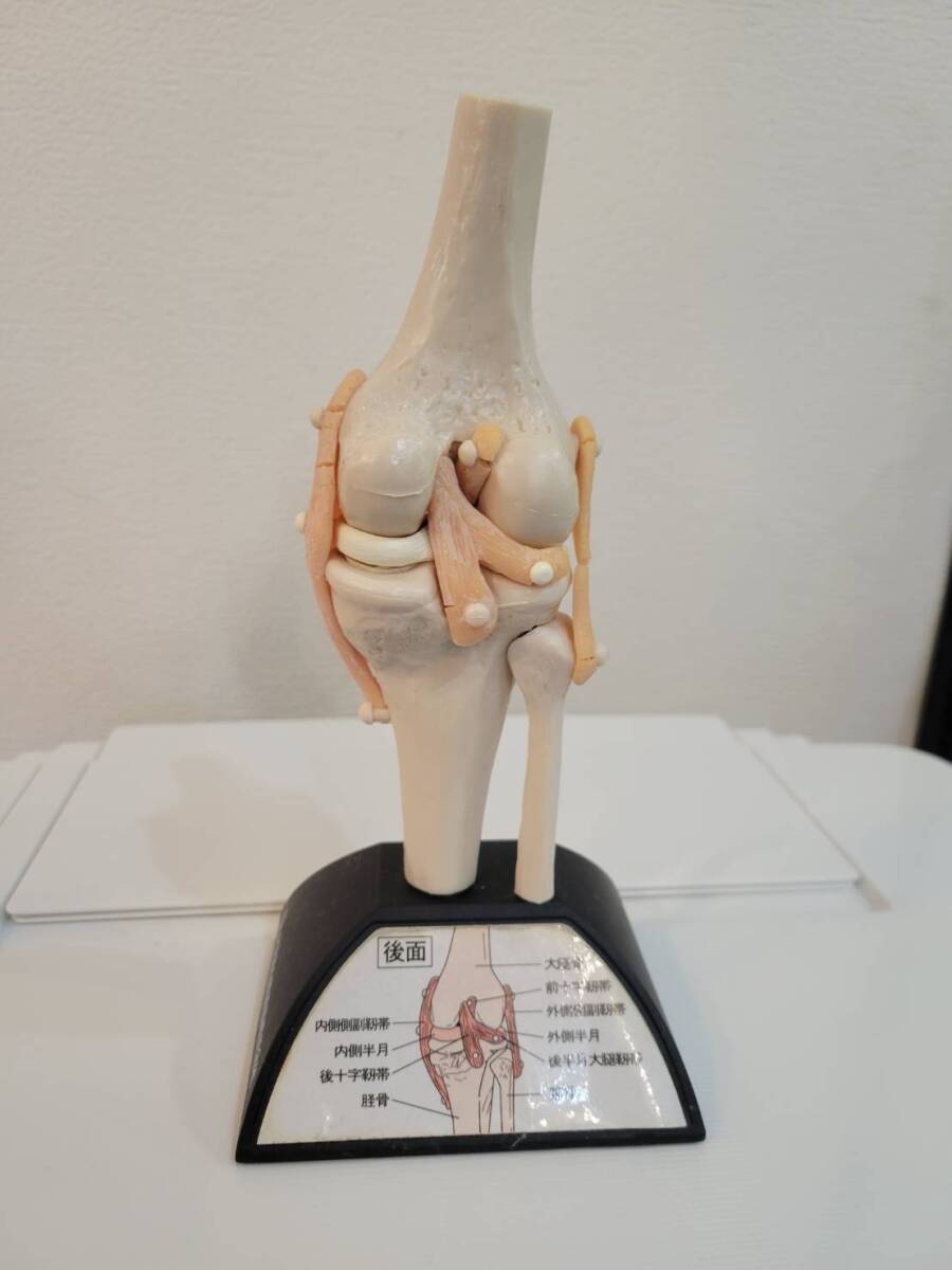 人体模型　膝関節模型