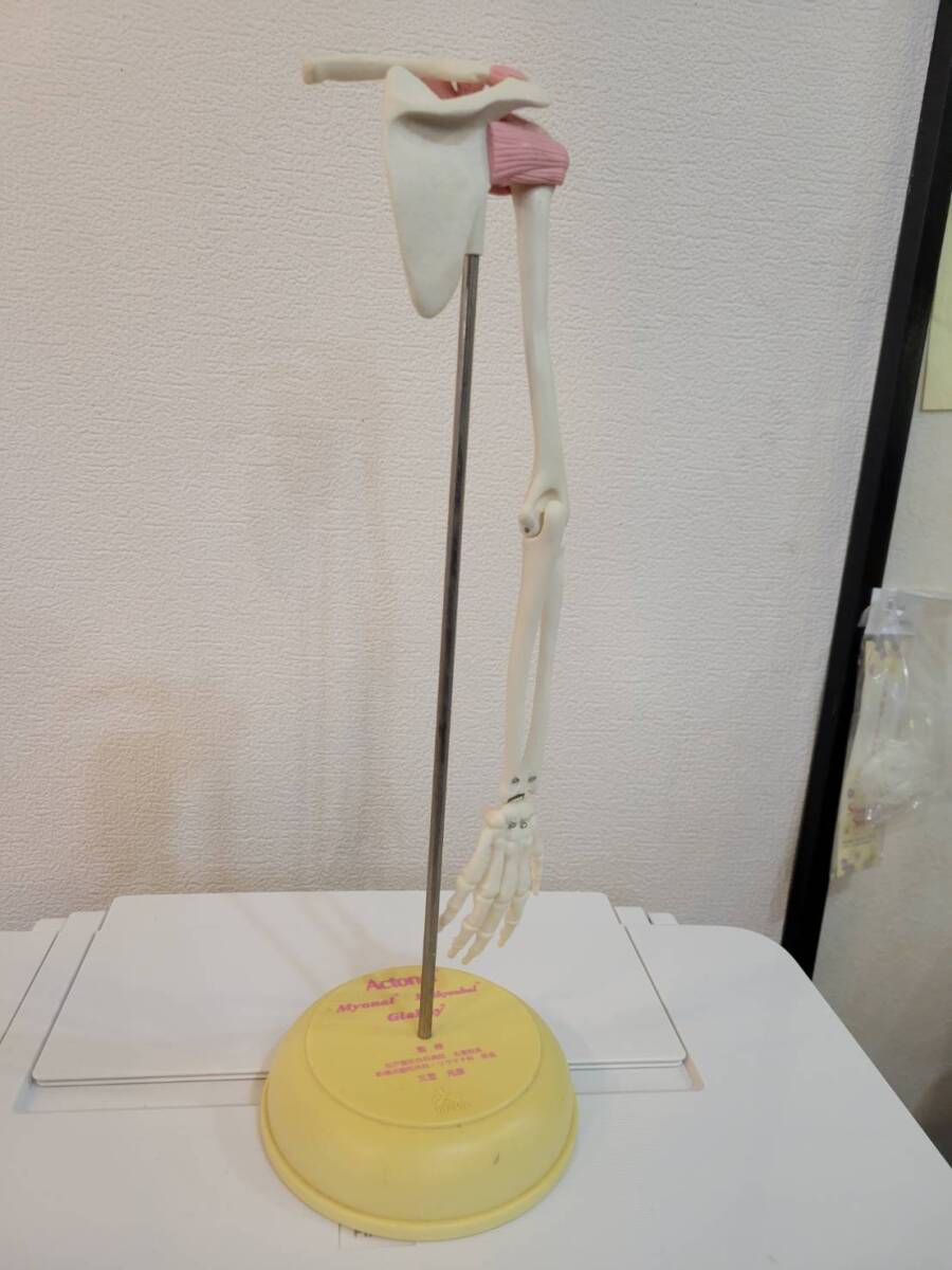 人体模型 上肢人体模型 上肢（肩〜手）