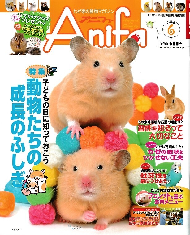 【アニファ】2008年06月号/動物たちの成長の不思議/Anifa/小動物/うさぎ/ハムスター/フェレット