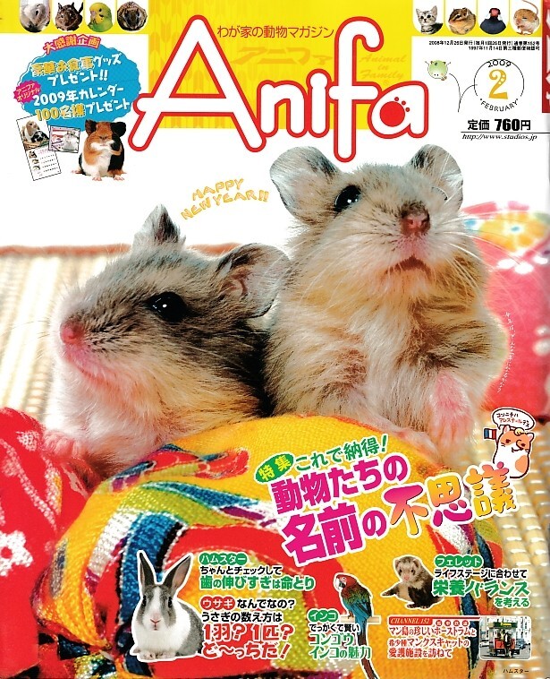 【アニファ】2009年02月号/これで納得、動物たちの名前の不思議/Anifa/小動物/うさぎ/ハムスター/フェレット
