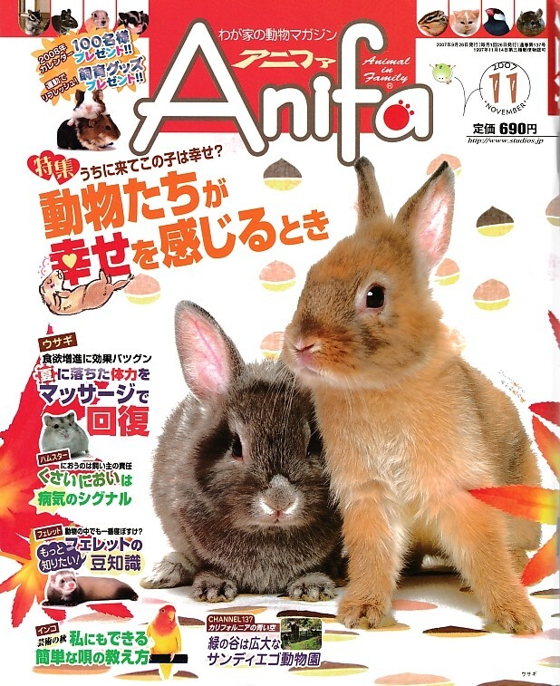 【アニファ】2007年11月号/動物たちが幸せを感じるとき/Anifa/小動物/うさぎ/ハムスター/フェレット