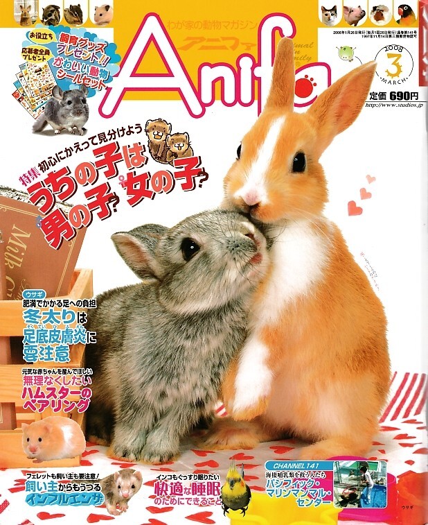 【アニファ】2008年03月号/うちの子は男の子?女の子?/Anifa/小動物/うさぎ/ハムスター/フェレット