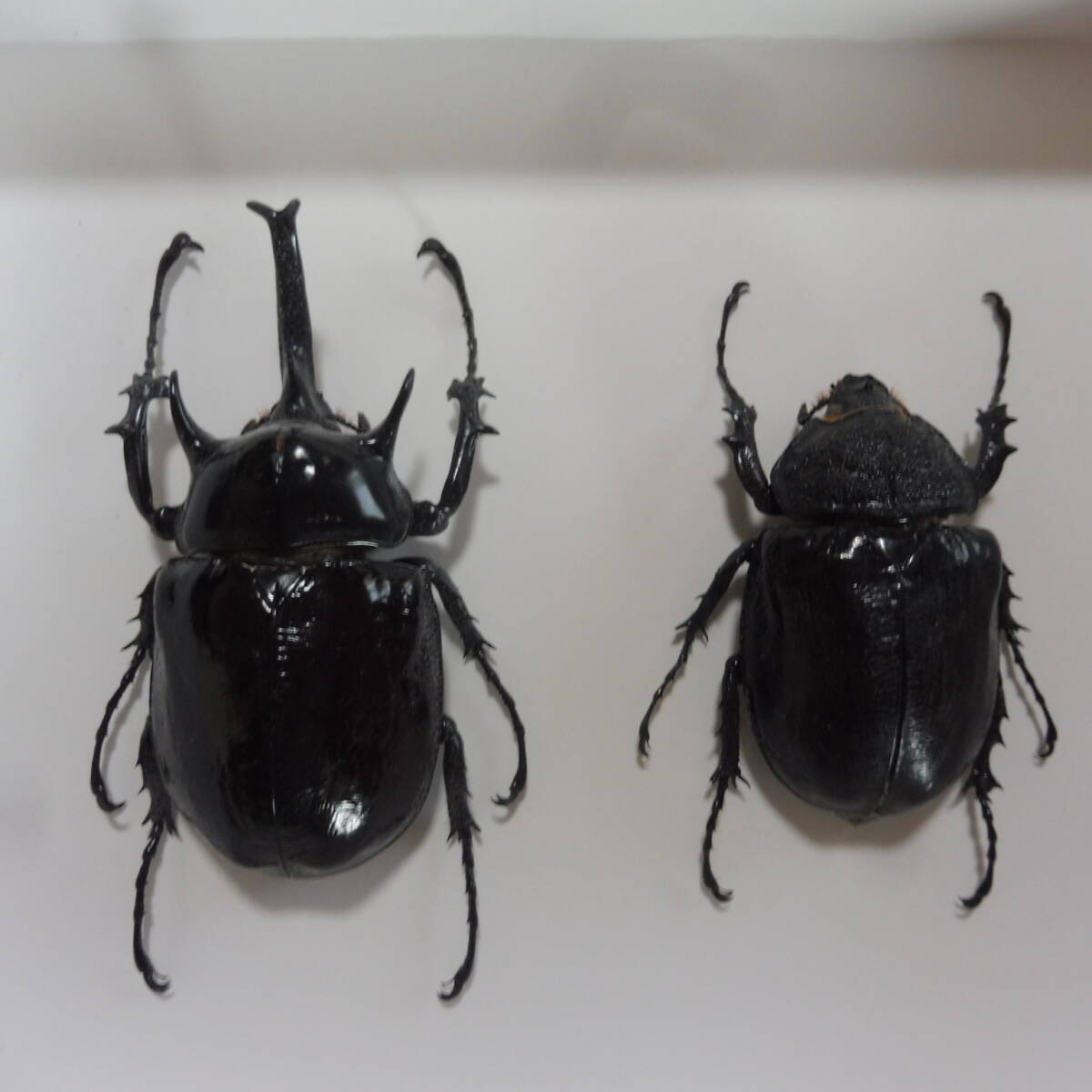 マルスゾウカブトの雌雄標本 額入り