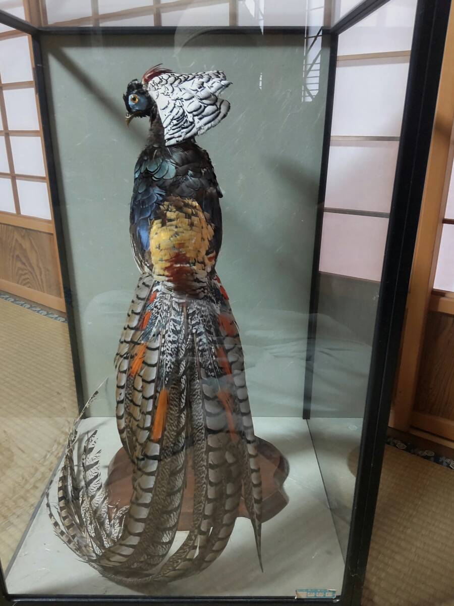 銀鶏　ギンケイ　雄　剥製　超美しい羽根の個体　状態良好　基本は引取り