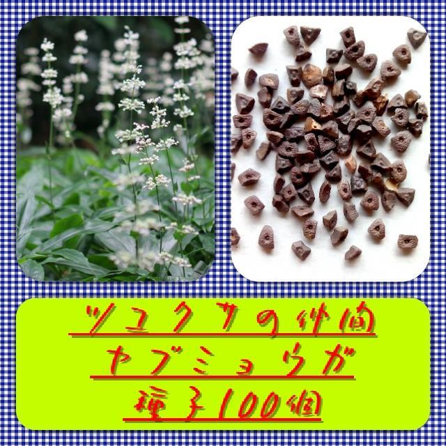 【送料無料】ヤブミョウガ種子100個