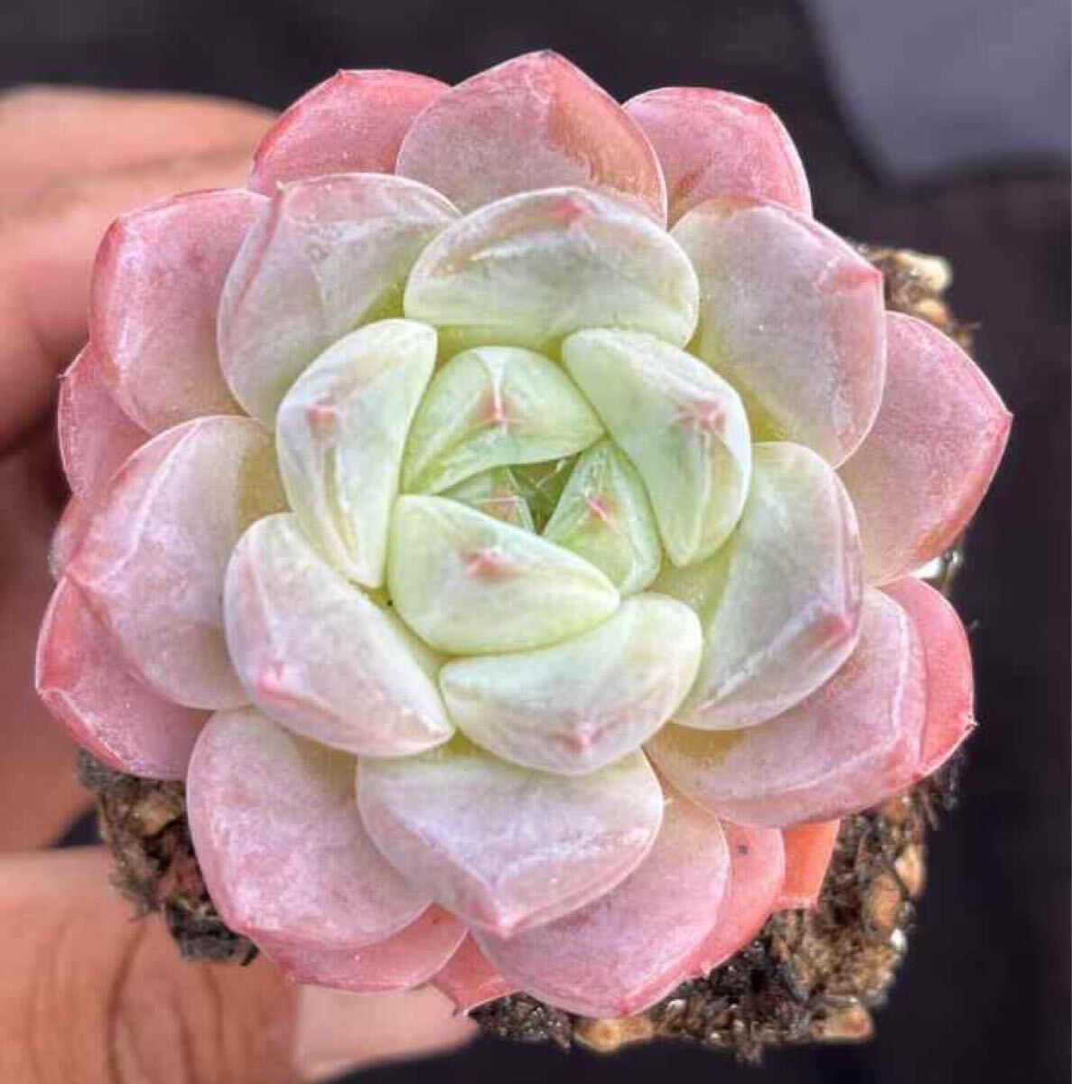桜雪　新品種　エケベリア　多肉植物