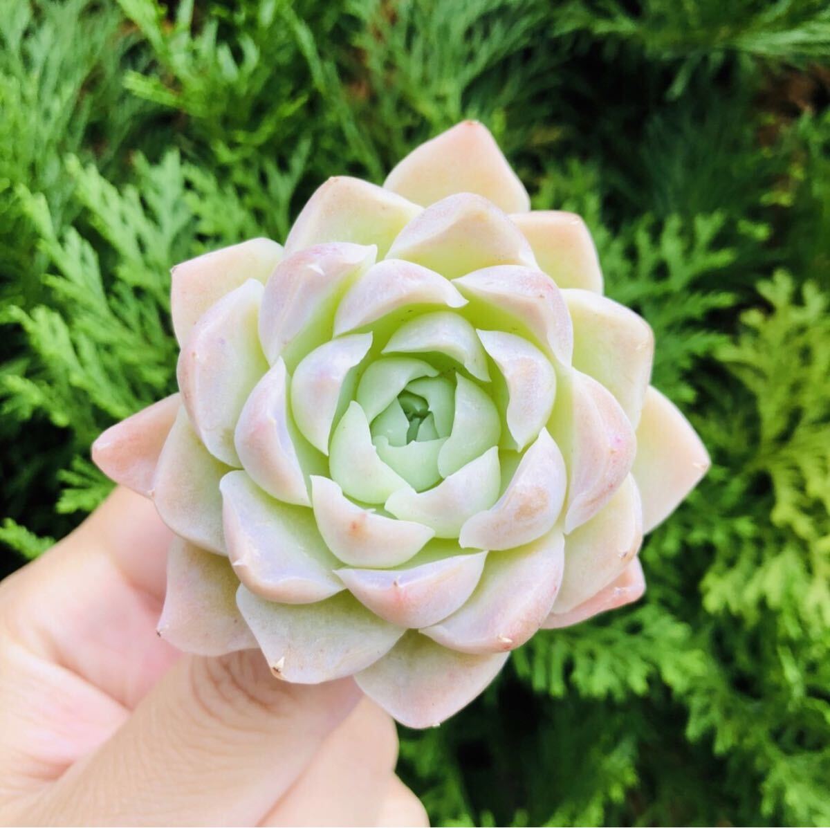 ピンクヒューミリス　エケベリア　多肉植物